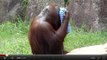 Tokyo : l'étonnante gestuelle d'un orang-outan qui se rafraichit avec une serviette