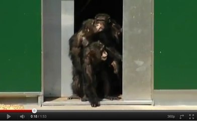 Des chimpanzés découvrent la lumière du jour pour la première fois en 30 ans