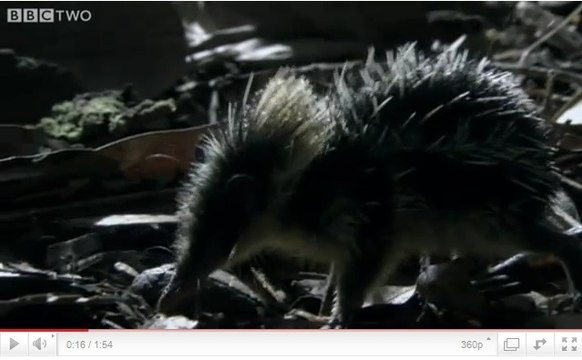 De surprenants petits animaux qui stridulent comme des criquets