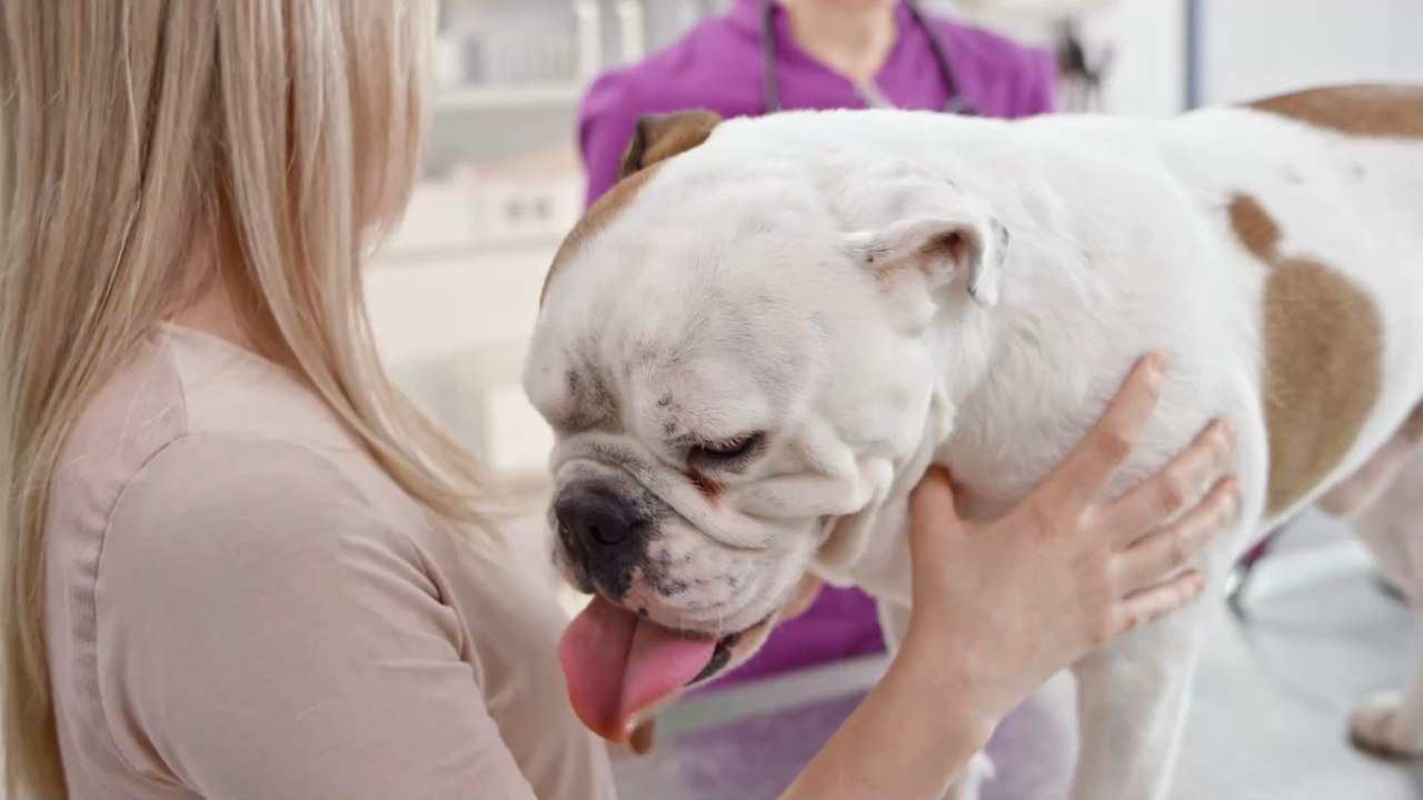 Social Media Trend: Wegen einem Schönheitsideal werden Hunden die Ohren abgeschnitten