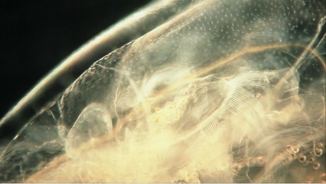 Micro Empire : la vie secrète des organismes abrités dans une goutte d’eau