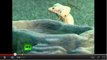 Un serpent roi à deux têtes fascine les visiteurs d'un zoo en Ukraine