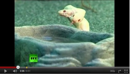 Un serpent roi à deux têtes fascine les visiteurs d'un zoo en Ukraine