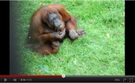 Maltraitée dans un zoo, une orang-outan se met à fumer des cigarettes