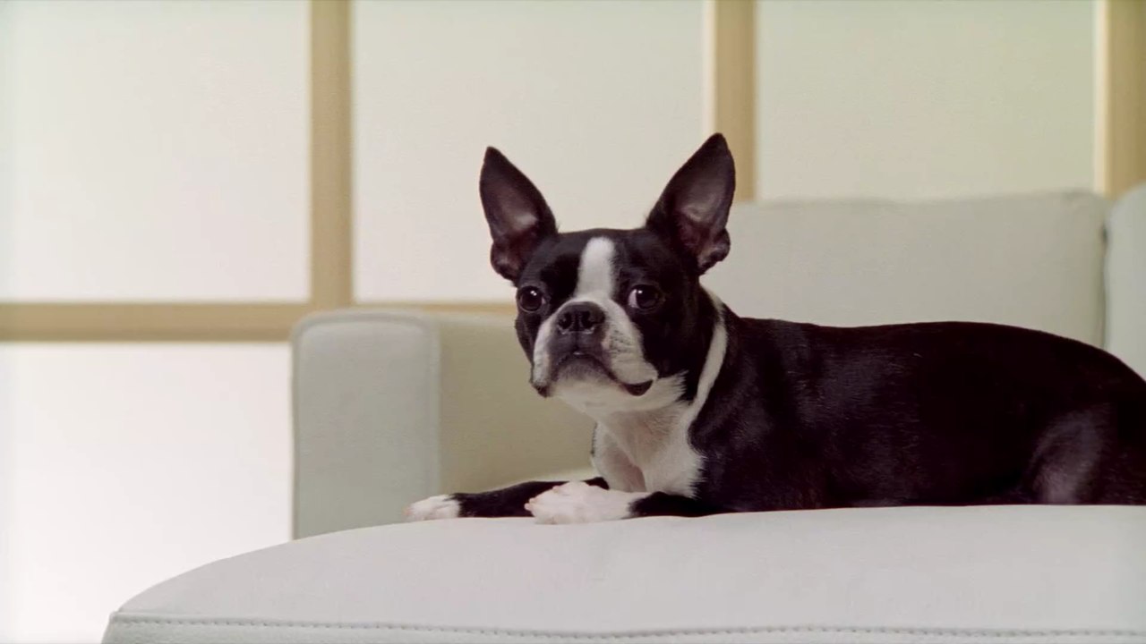 'Sie lief blau an': Ein heldenhafter Hund rettet einem Baby das Leben