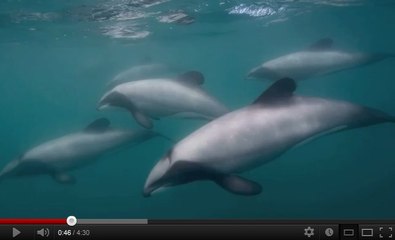 Un dauphin rarissime presque anéanti par les engins de pêche