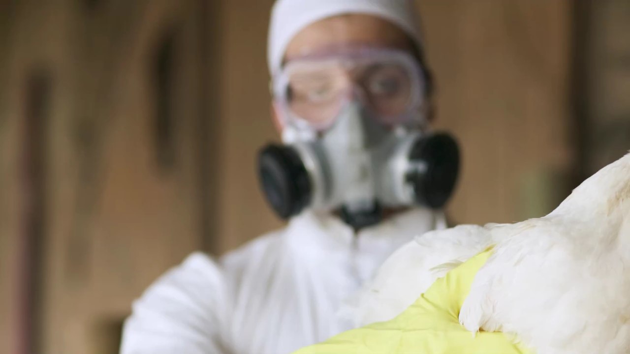Experte über Vogelgrippe: 'Eine Mutation könnte Menschen infizieren und zu einer Katastrophe führen'