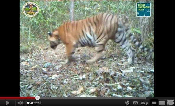Des séquences spectaculaires dévoilent la faune des forêts thaïlandaises