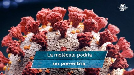 ¿Nueva arma contra el Covid?: descubren molécula capaz de bloquear todas las variantes