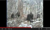 Une caméra cachée filme l’espèce de gorille la plus rare de la Terre
