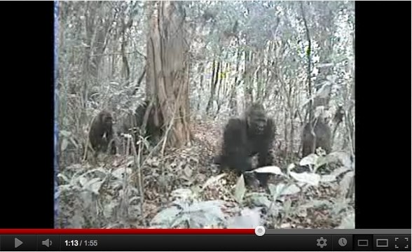 Une caméra cachée filme l’espèce de gorille la plus rare de la Terre