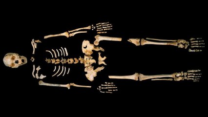 Un ADN humain vieux de 400 000 ans livre de nouveau secrets sur l'origine de l'homme