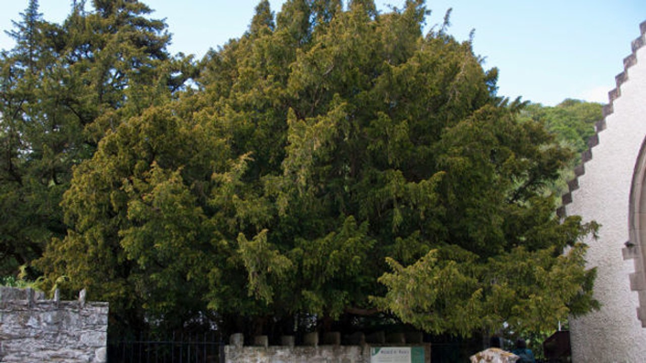Die Eibe von Fortingall, der älteste Baum Großbritanniens, steht vor dem Geschlechtswandel