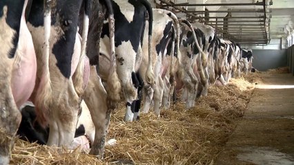 Technologie im Kuhstall: Milchbauer setzt Kühen VR-Brillen auf, damit sie mehr Milch produzieren