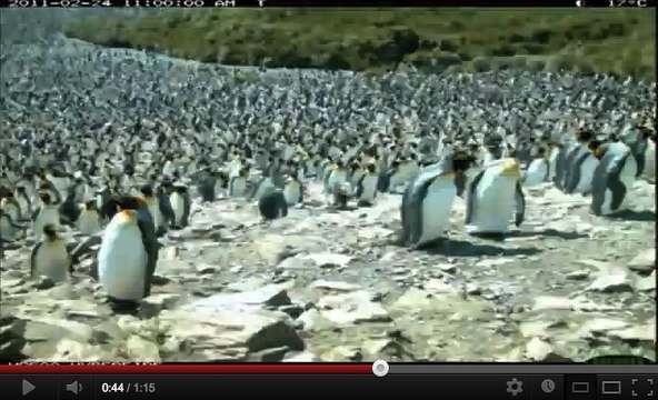 Le cycle de vie d’une colonie de manchots en Antarctique