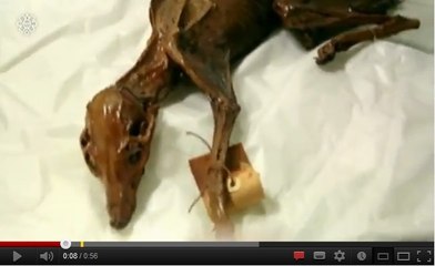 Vidéo : un chien momifié vieux de 1 000 ans découvert au Mexique