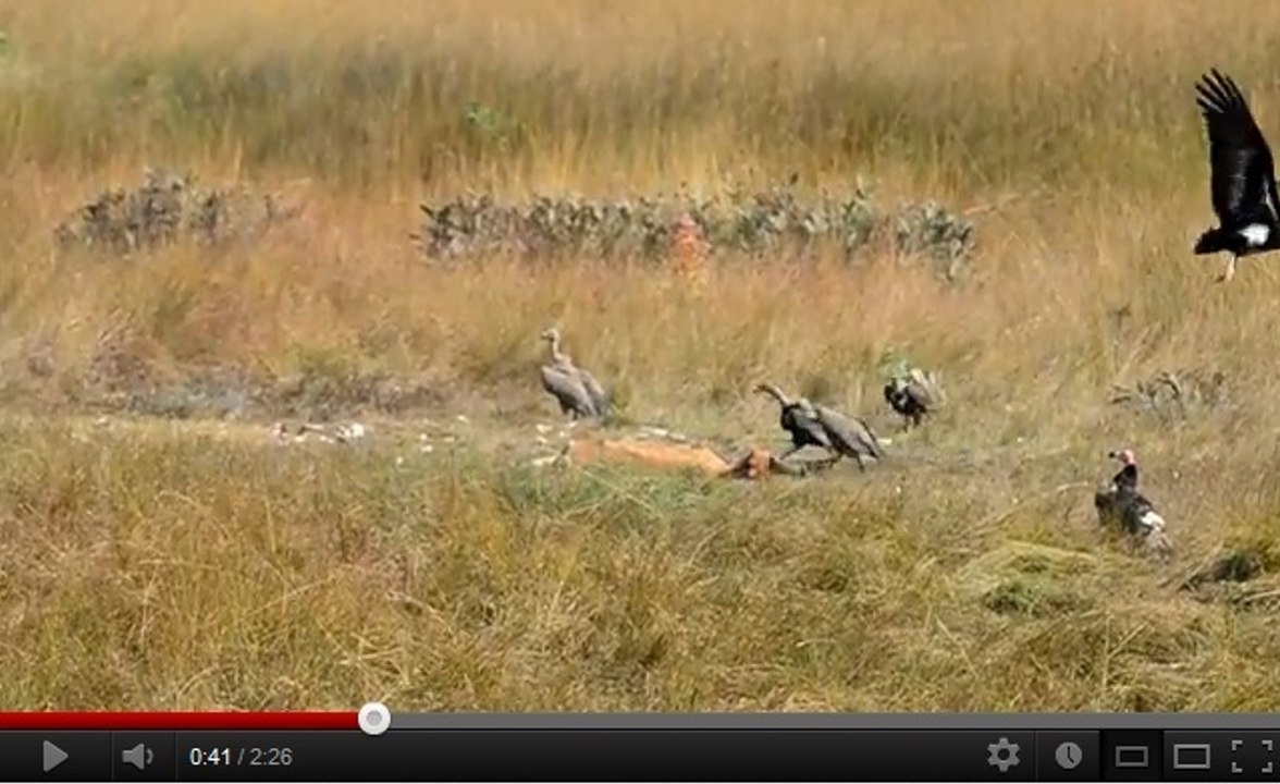 En Asie, seuls les vautours du Cambodge résistent à l’extinction