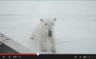 Vidéo : une ourse polaire attaque un réalisateur en plein tournage