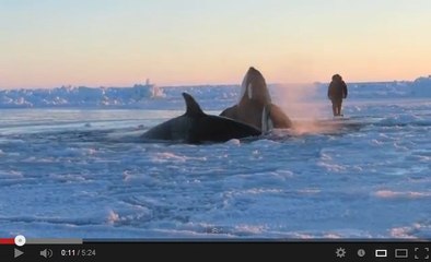 Vidéo : des orques piégées par la banquise en danger de mort au Canada