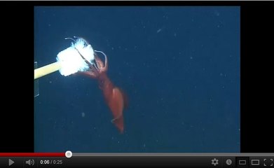 Un calmar qui abandonne ses bras aux prédateurs