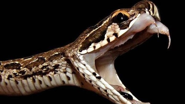 Découvrez l'effet fulgurant d'une morsure de vipère de Russell sur le sang humain