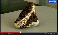 Mammouth : Un fossile de dent retrouvé dans un filet de pêche
