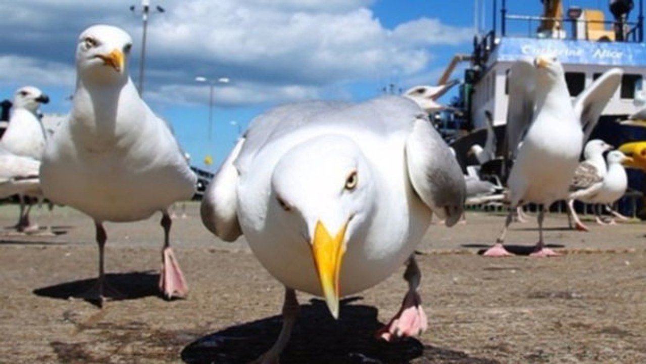 Möwen, die gefährlichen Raubtiere verbreiten Angst in Großbritannien.
