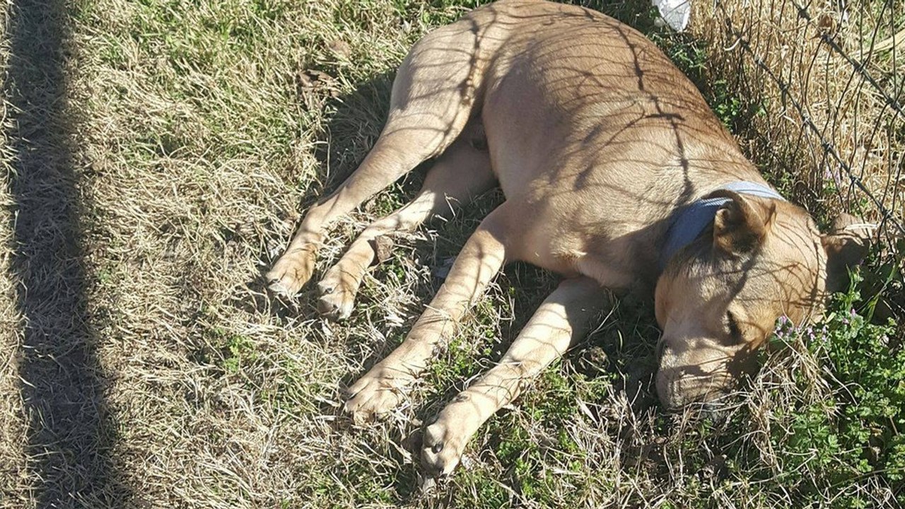 Mann rettet ausgesetzten Hund, den alle schon für tot hielten