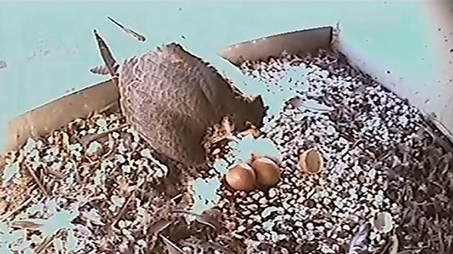 Pour la première fois depuis 140 ans, des bébés faucons pèlerins sont nés à Paris