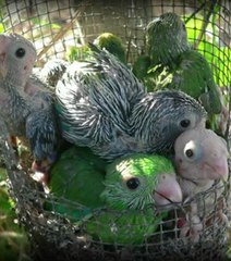 Les perroquets donnent un nom à leurs petits