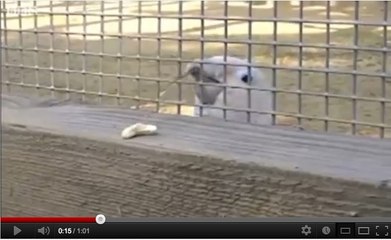 Figaro, le cacatoès qui fabrique des outils pour récupérer de la nourriture