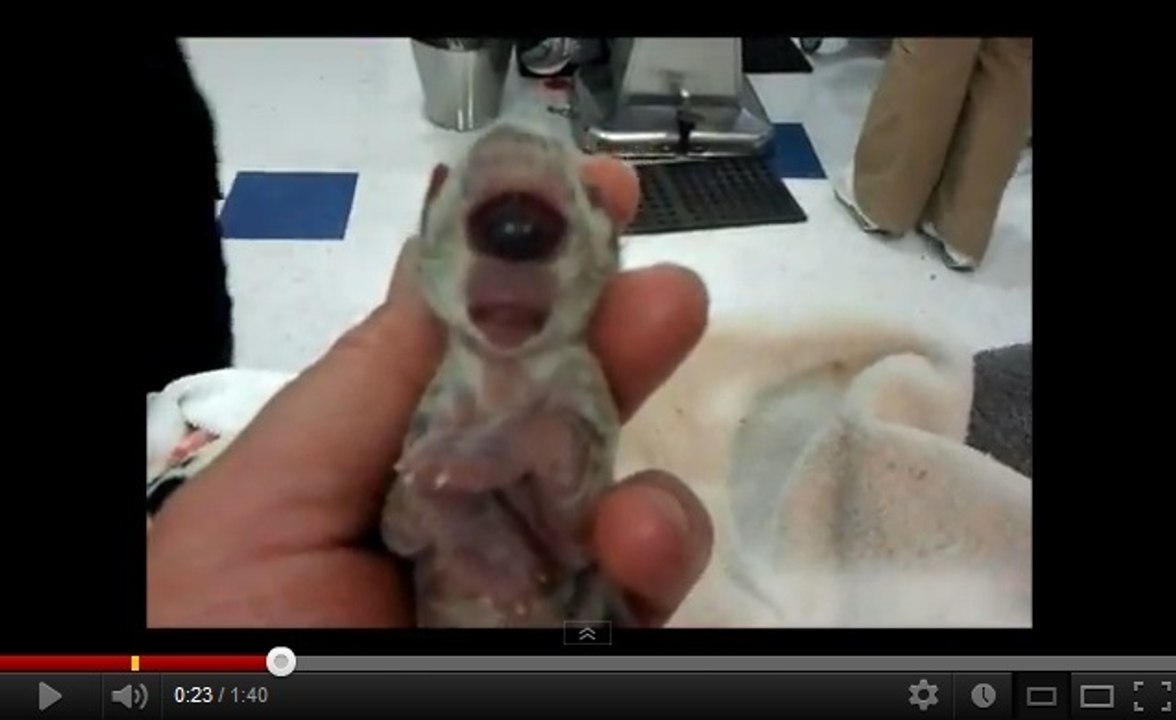 Vidéo : Cleyed le cyclope, le chaton bengal né avec un seul oeil