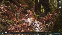 De superbes images d’une panthère de Java observée à l’état sauvage par une caméra cachée