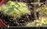 Plante carnivore : le double piège de la Drosera australienne capturée en vidéo