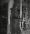 Une caméra automatique filme une ourse dans les Pyrénées
