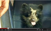 Vidéo : un petit ours à lunettes sauvé de justesse des braconniers