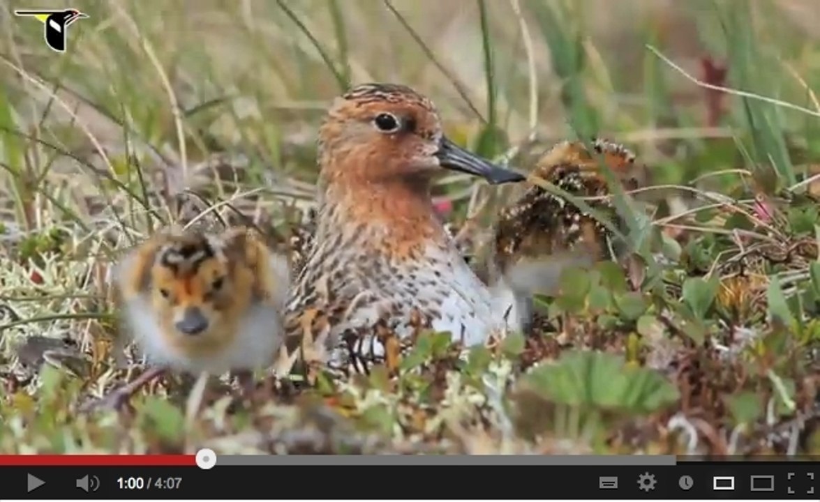 Découvrez les premiers pas attendrissants de petits bécasseaux spatules sauvages