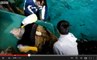 Vidéo : une tortue amputée se remet à bien nager grâce à des prothèses innovantes