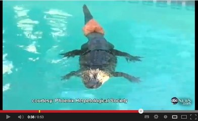 Vidéo : un alligator reçoit une prothèse pour remplacer sa queue amputée