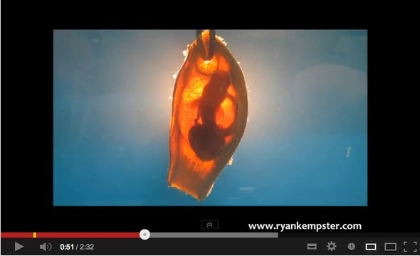 Pour éviter les prédateurs, les embryons de requins se rendent imperceptibles !