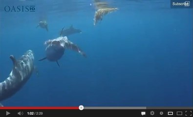 Vidéo : des dauphins viennent à la rescousse d'un jeune phoque en difficulté