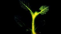 Et si des plantes bioluminescentes étaient en passe de détrôner les lampadaires ?