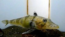 Vidéo : un poisson au sang transparent intrigue les scientifiques à Tokyo