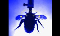 Les secrets du vol des insectes révélés par des scientifiques