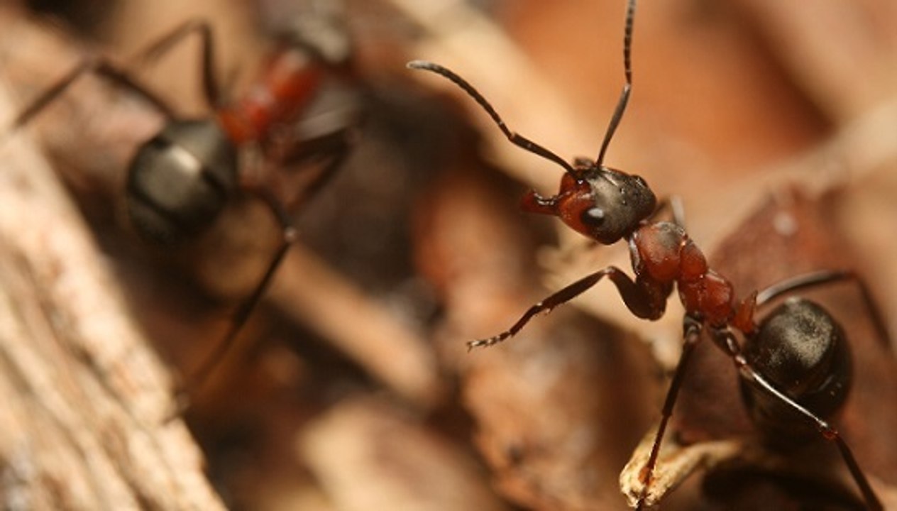 Et si les fourmis nous aidaient à prédire les séismes ?