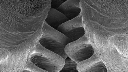 Un étonnant mécanisme d’engrenage observé chez des nymphes de cigale