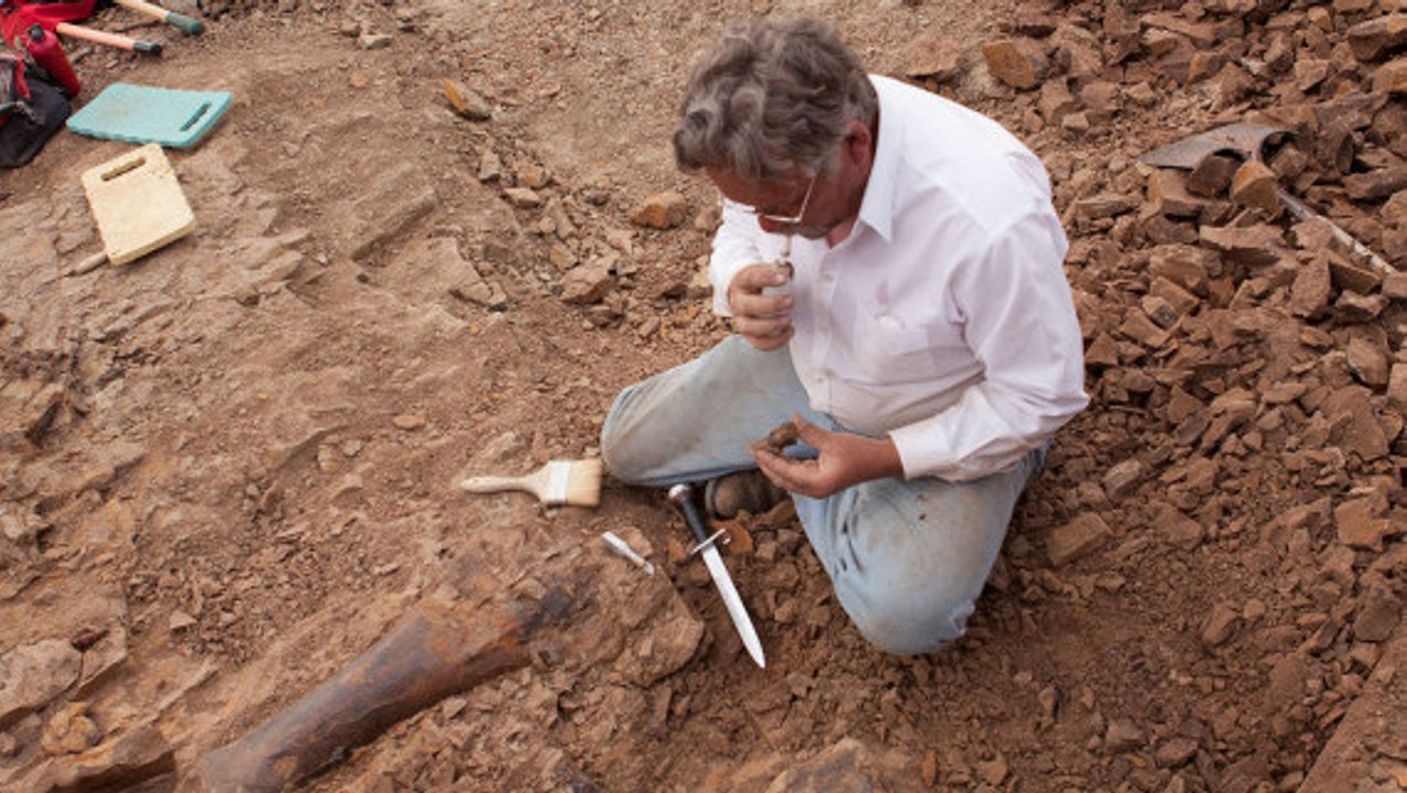 Dinosaure : les squelettes d'une famille de triceratops dénichés aux Etats-Unis