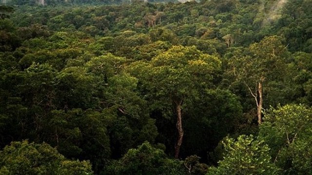 Amazonie : combien d'arbres la forêt amazonienne abrite t-elle ?