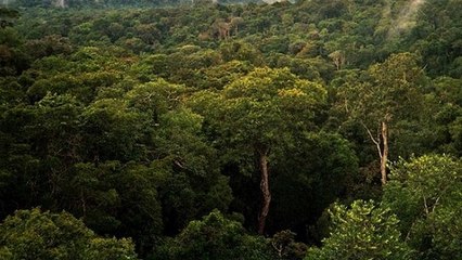 Amazonie : combien d'arbres la forêt amazonienne abrite t-elle ?