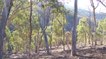 Incendies en Australie : les eucalyptus seraient-ils responsables des feux de forêts ?